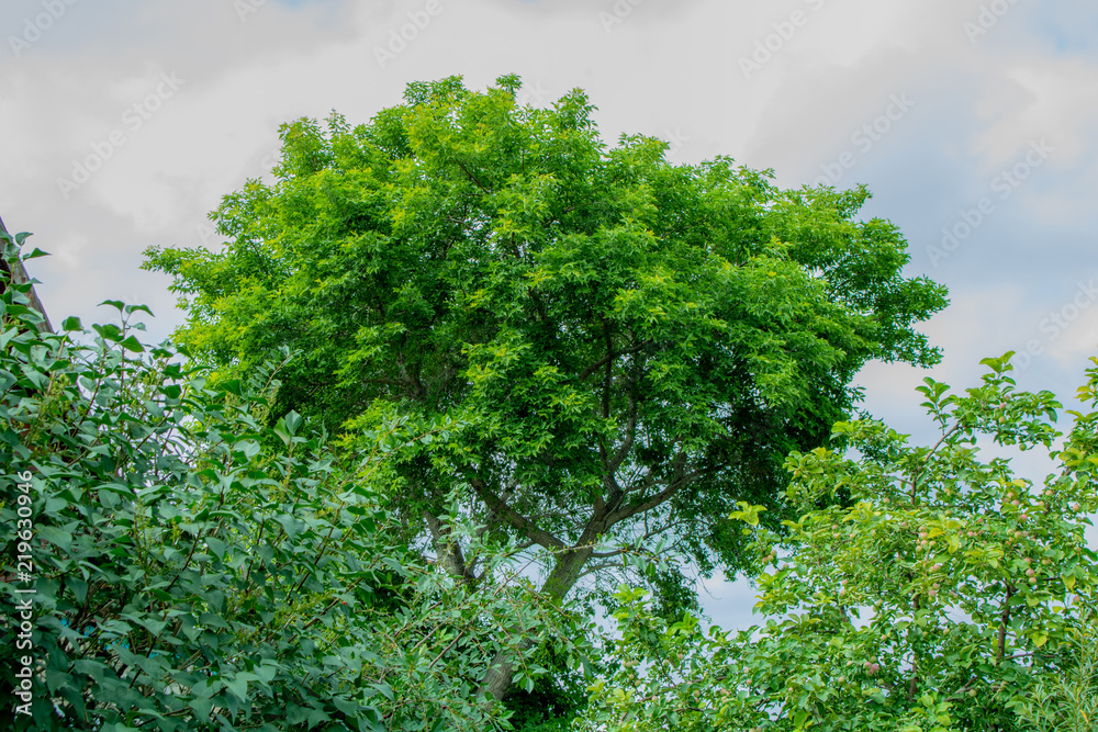 Village. Rural. Garden. Crowns of maple, apple and lilac trees. Village. Rural. Garden. Crowns of maple, apple and lilac trees.