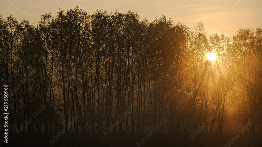 Sun rising behind a tree line on a foggy morning
