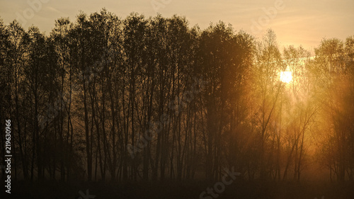 Sun rising behind a tree line on a foggy morning