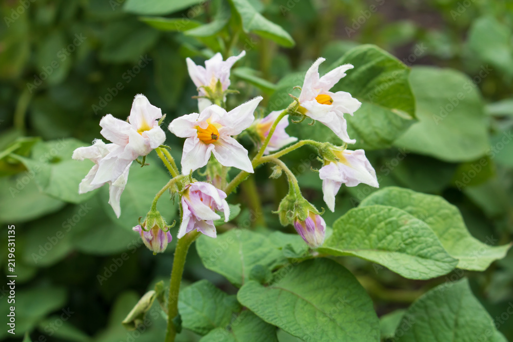 Village. Rural. Garden. The potato flowers. Potato Bush. Village. Rural. Garden. The potato flowers. Potato Bush.