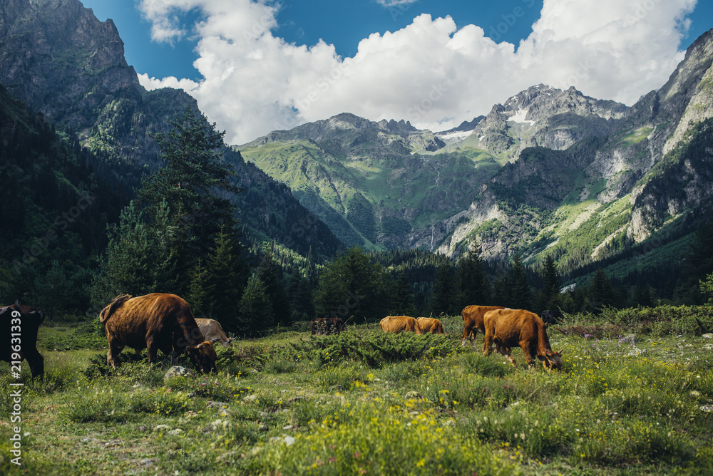 Herd of cows in mountains