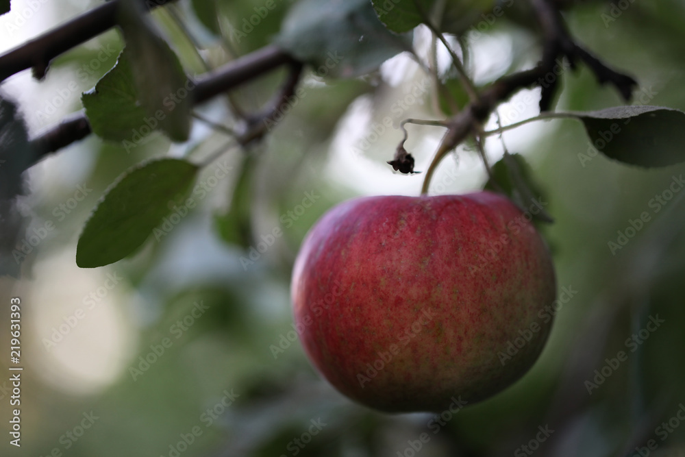 Obraz premium Ripe red apple hanging on a branch