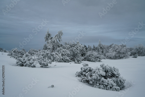 Bäume unter Schnee begraben auf dem Schliffkopf im Schwarzwald