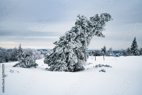 Bäume unter Schnee begraben auf dem Schliffkopf im Schwarzwald © Michael