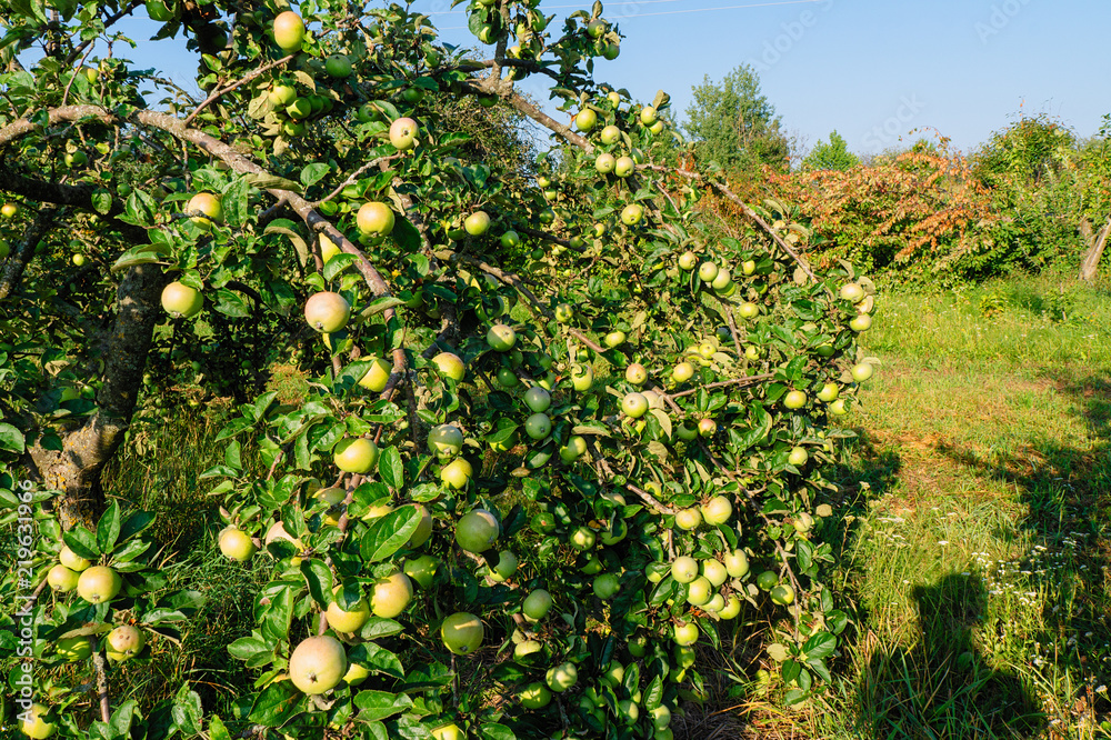 large spelled apples grow on branches of trees. large spelled apples grow on branches of trees.