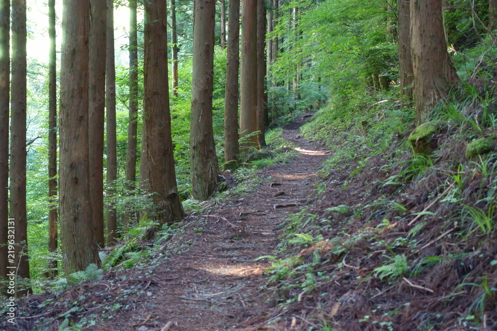 Obraz premium 日本の岡山の那岐山の登山道