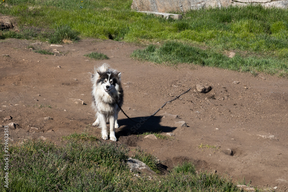 Husky - Hund in Grönland
