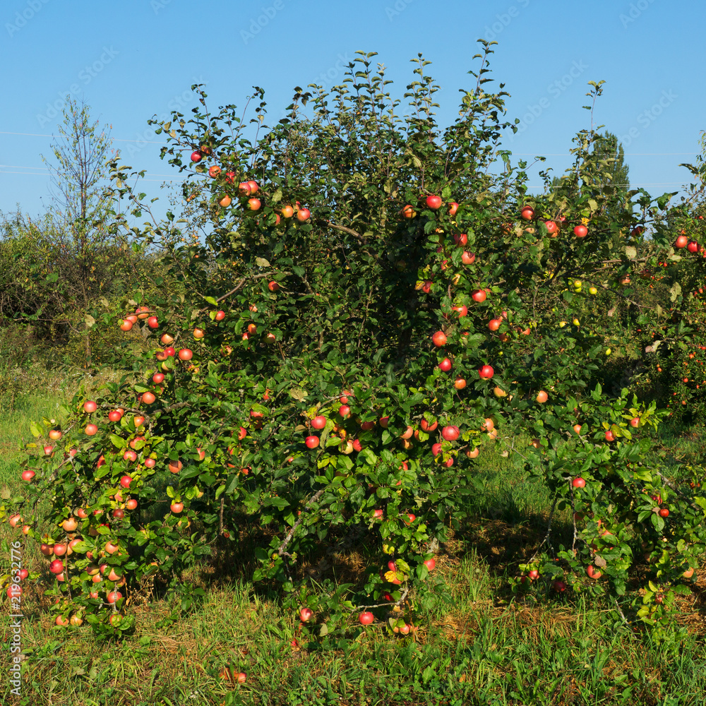 Ripe apples on trees. Garden of apple trees.