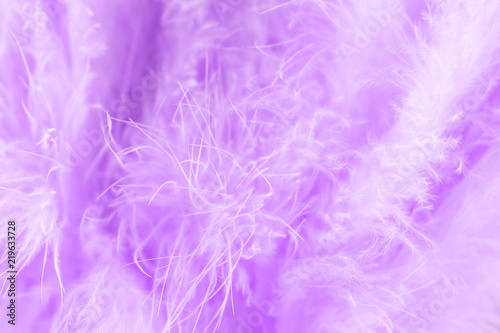 Purple bird feathers in soft and blur style  Fluffy feather background