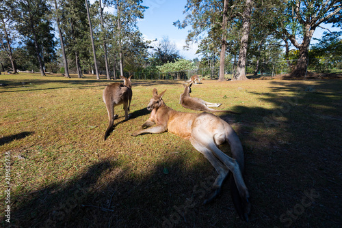 Kangaroos in Lone Pine Koala Sanctuary photo