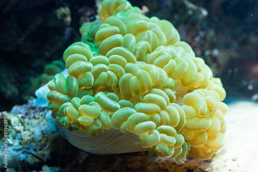 Obraz premium Euphyllia paraancora