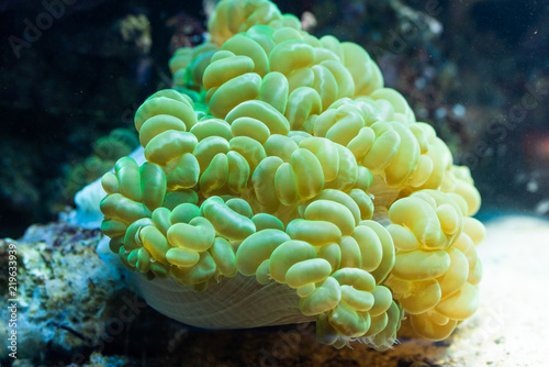 Euphyllia paraancora photo