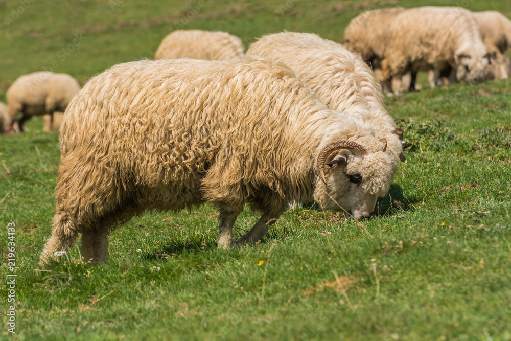 Two Sheep Competing for Grass