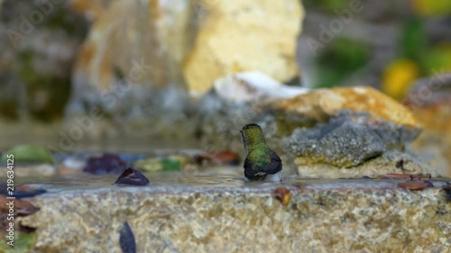 Hummingbirds bathing 