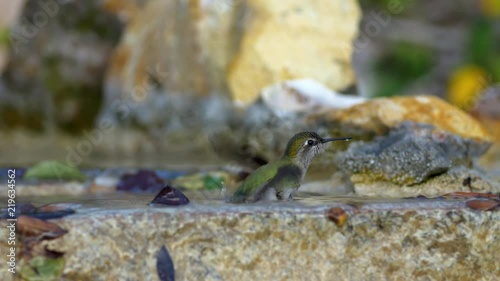 Hummingbirds bathing 