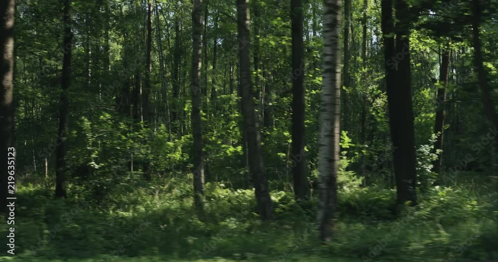 Driving plate side view of green mixed forest on summer sunny day Driving plate side view of green mixed forest on summer sunny day