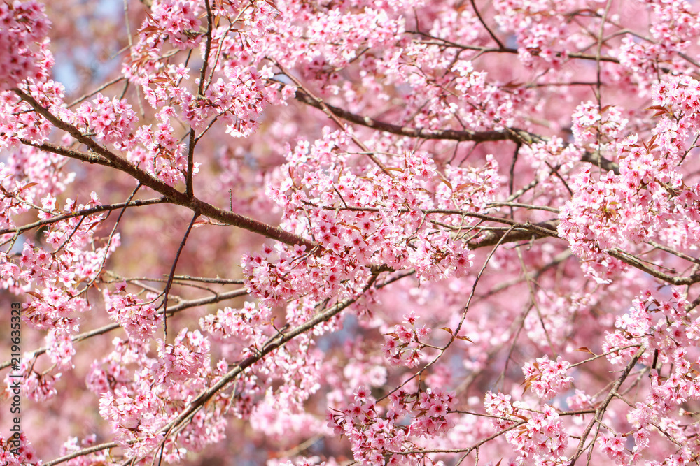 Wild Himalayan Cherry Blossoms in spring season (Prunus cerasoides), Sakura in Thailand, selective focus