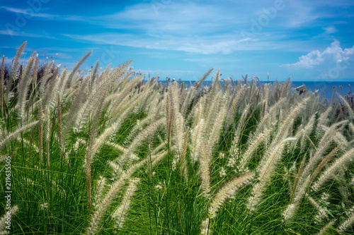 holiday landscape scenery with plants, ocean and sky