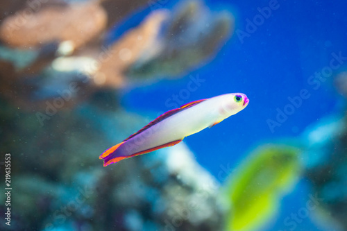 Fototapeta Naklejka Na Ścianę i Meble -  Nemateleotris decora - Elegant firefish