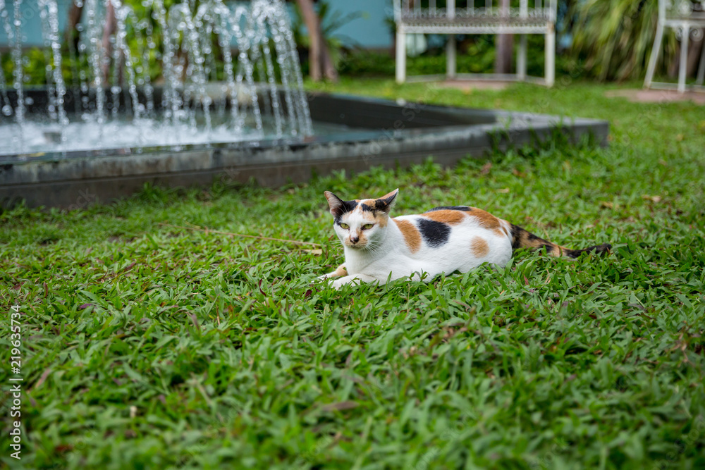white cat on Manila Grass in park.
