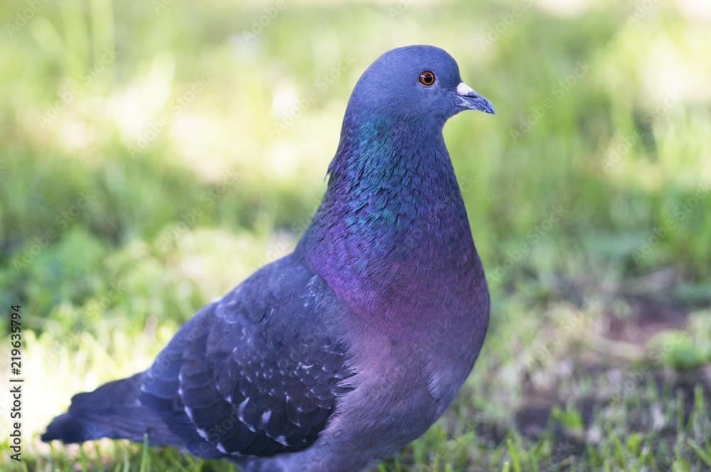 A portrait of a pigeon with beautiful hackle feathers. A portrait of a pigeon with beautiful hackle feathers.