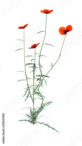 Fototapeta Naklejka Na Ścianę i Meble -  3D Rendering Red Poppy Flowers on White