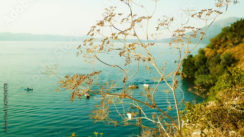 Fototapeta Naklejka Na Ścianę i Meble -  Close up of dried plant and beautiful water of Ochrid Lake, Macedonia.