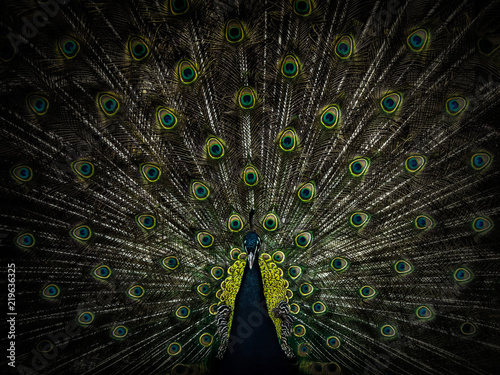 beautiful male peacock with open tail