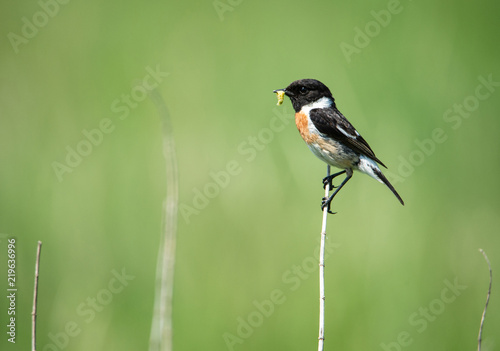 male stonechat on a stalk of reed with a worm in the bill on a soft green background