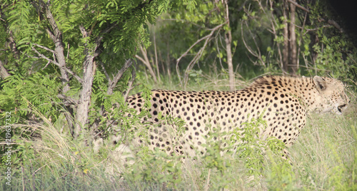 Cheetah coming out of the bush, Kruger National Park savannah, South Africa