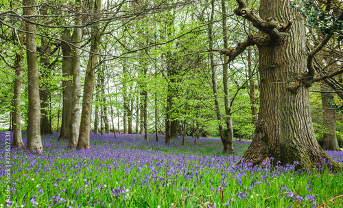 Bluebells in woods near Warminster, Wiltshire, Uk photo