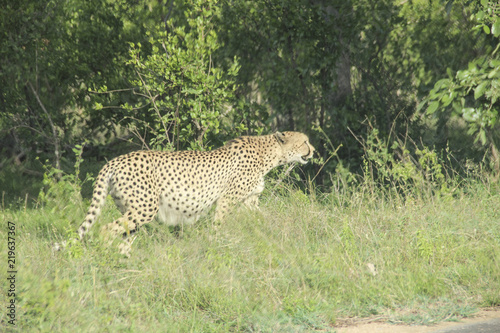 Cheetah coming out of the bush, Kruger National Park savannah, South Africa