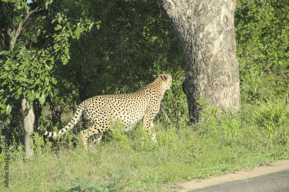 Obraz premium Cheetah coming out of the bush, Kruger National Park savannah, South Africa