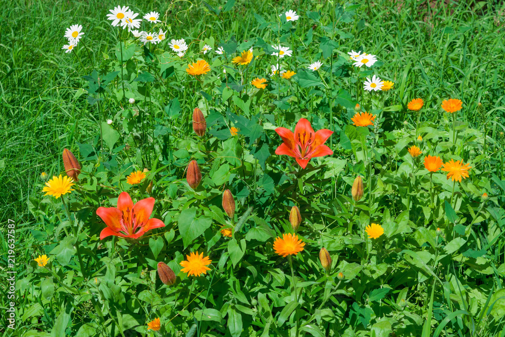 Flowers on a flower bed in summer among green grass, chamomile, Lily, calendula, summer landscape