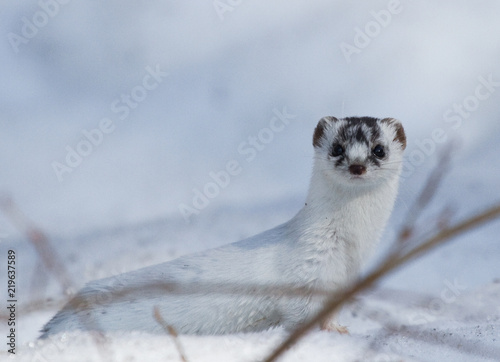 Least weasel (Mustela nivalis) on the snow photo