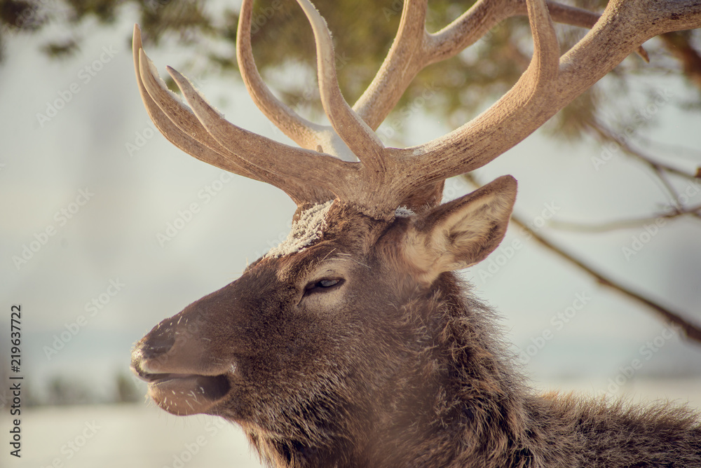 Fototapeta premium Red deer on an animal farm in winter