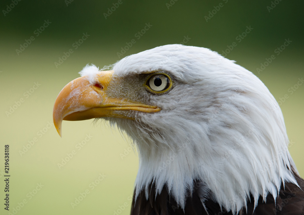 side face portrait of a bald eagle on a soft green background side face portrait of a bald eagle on a soft green background