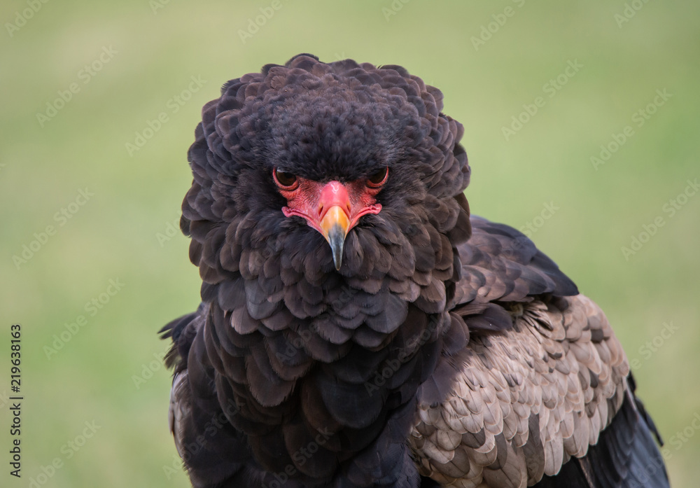 Naklejka premium front view portrait of an bateleur eagle on a soft green background