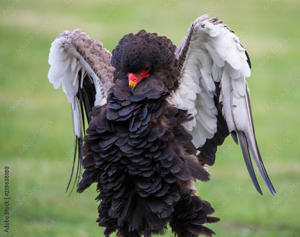Fototapeta premium bateleur eagle with outspread wings on a soft green background - bird of prey demonstration