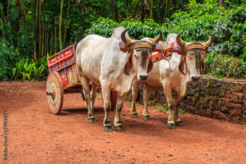 Oxcart Costa Rica 1