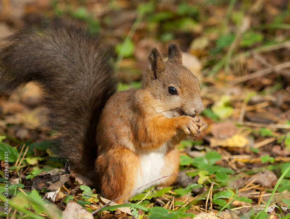 Squirrel with an acorn on the ground Squirrel with an acorn on the ground
