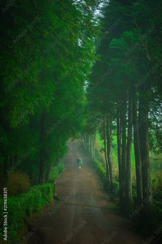 Fototapeta premium Red Trail in the green forest