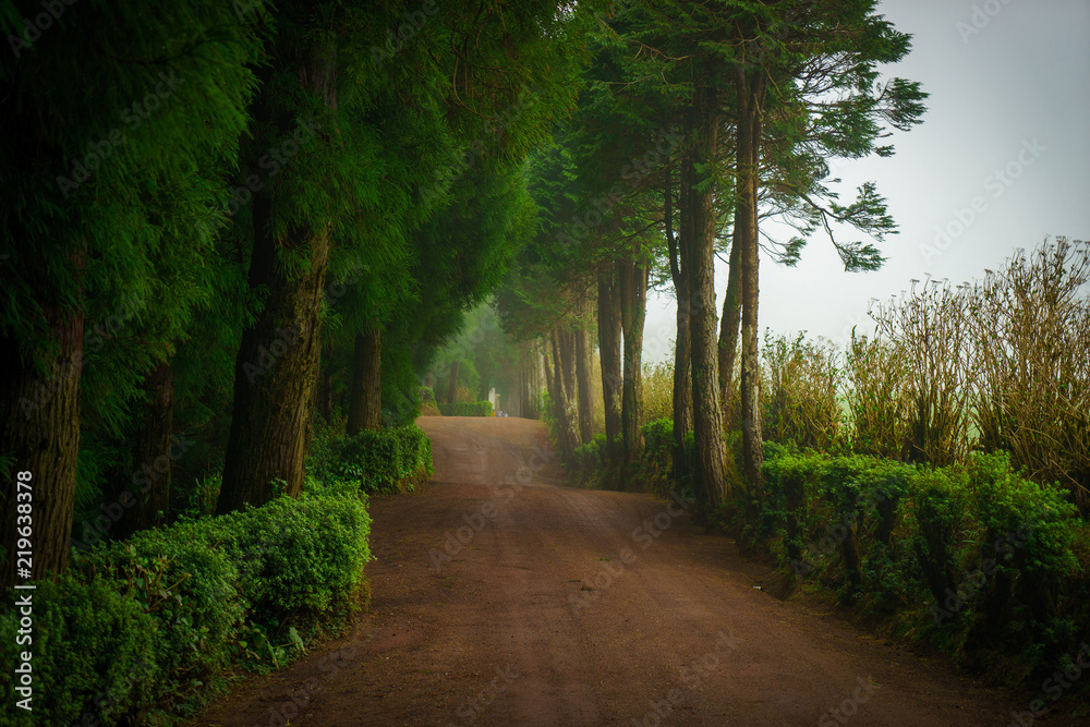 Obraz premium Red Trail in the green forest