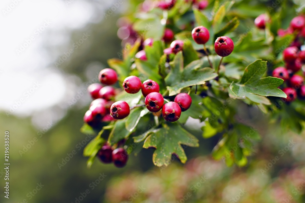 red berries of hawthorn on a branch with green leaves. shallow depth of field. red berries of hawthorn on a branch with green leaves. shallow depth of field.