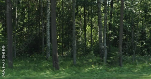 Wallpaper Mural Driving plate side view of green mixed forest on summer sunny day Torontodigital.ca