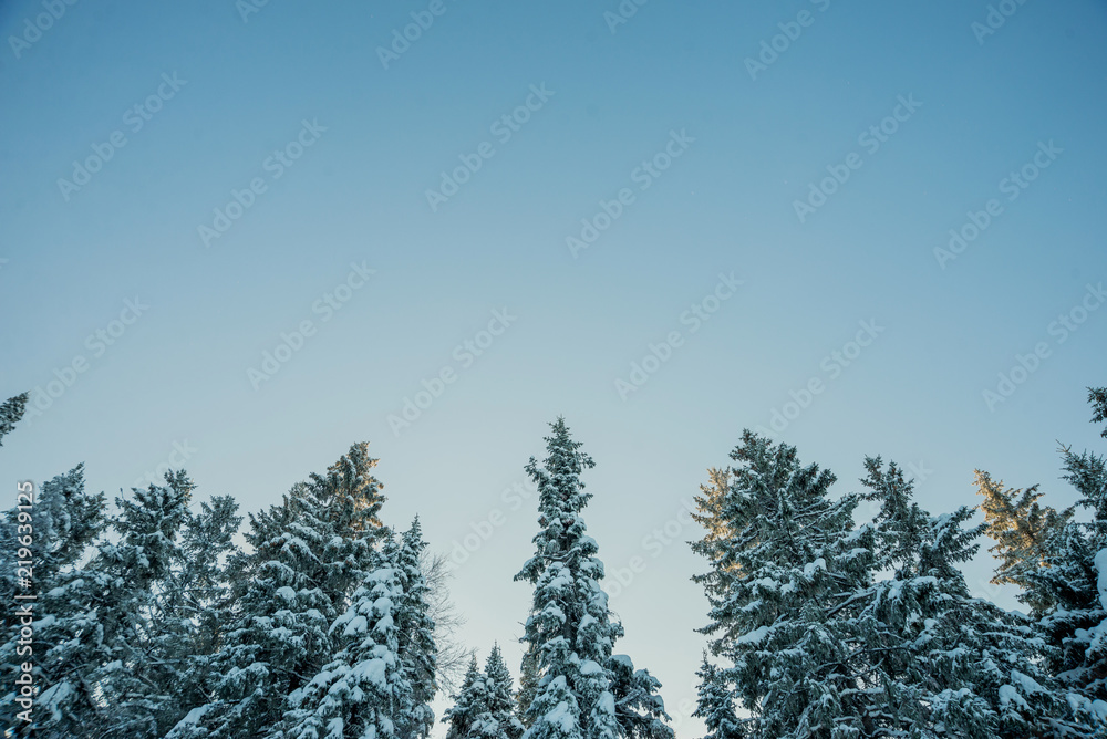 Snow-covered trees on a Sunny winter day in the ski resort, winter forest in the mountains Snow-covered trees on a Sunny winter day in the ski resort, winter forest in the mountains