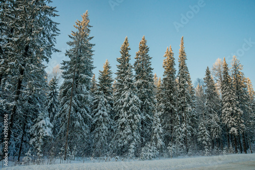 Fototapeta Naklejka Na Ścianę i Meble -  Snow-covered trees on a Sunny winter day in the ski resort, winter forest in the mountains