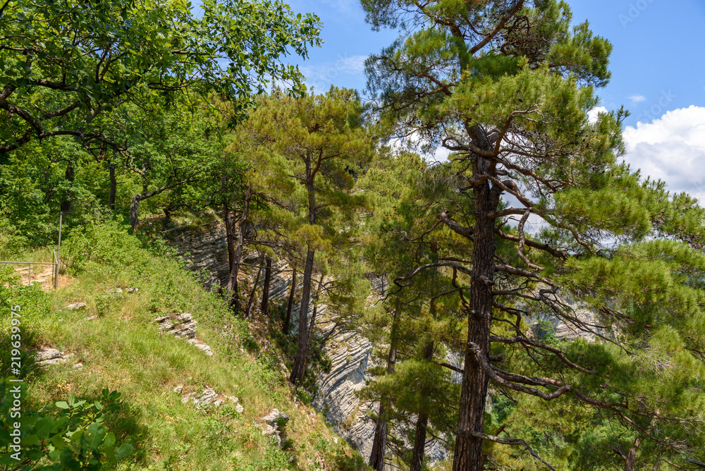 Pine forest on the mountainside