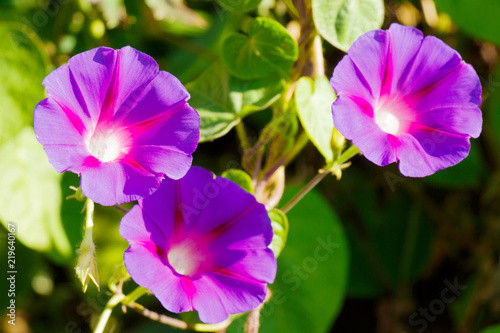 Opened flowers of purple bindweed contribute as a background