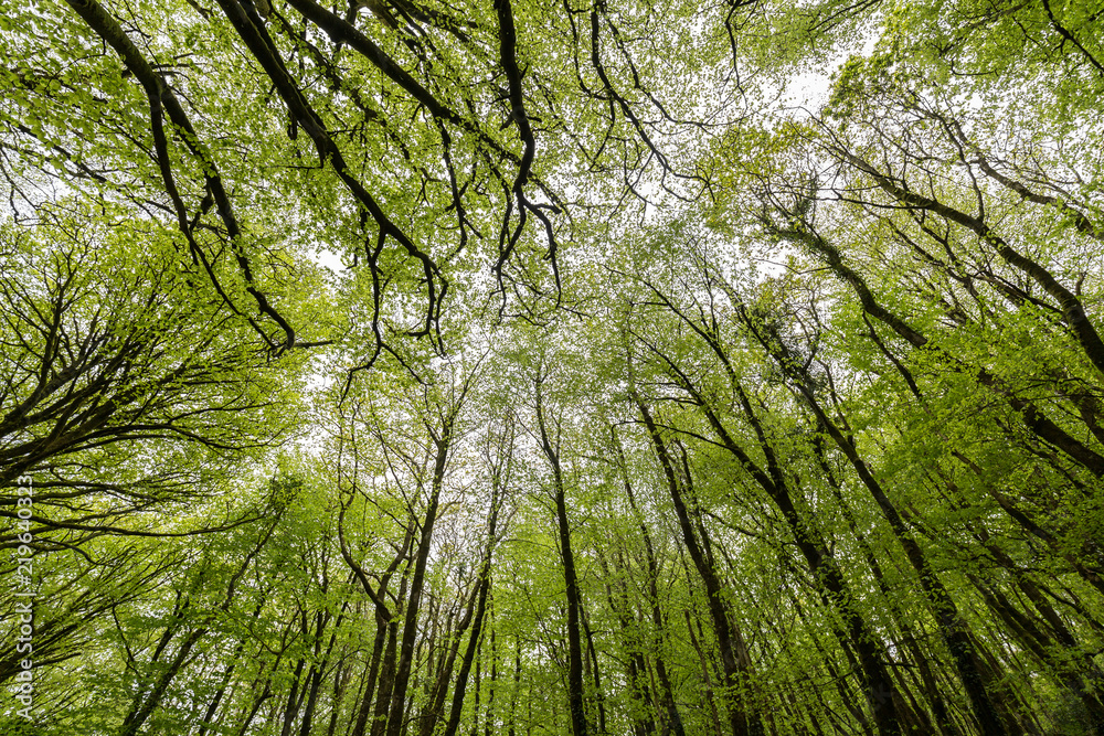 Obraz premium Sylwetki lasów